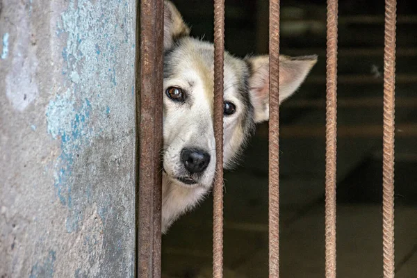 Chiens Sans Abri Dans Refuge Pour Animaux — Photo