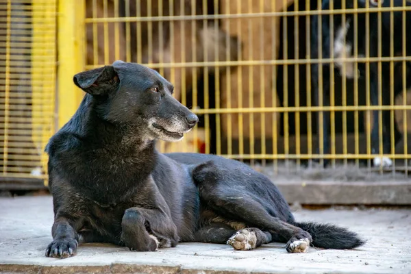 Chiens Sans Abri Dans Refuge Pour Animaux — Photo