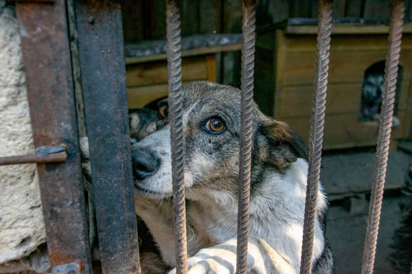 Chiens Sans Abri Dans Refuge Pour Animaux — Photo