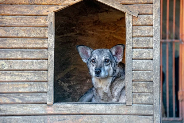 Chiens Sans Abri Dans Refuge Pour Animaux — Photo