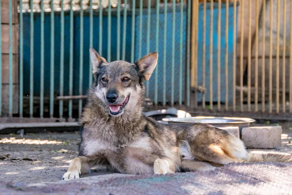 Chiens Sans Abri Dans Refuge Pour Animaux — Photo