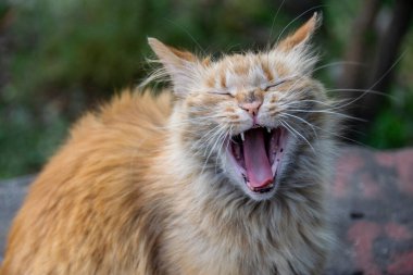 Steet zencefilli kedi der ki: