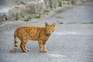 Gri arka plandaki kızıl kedi.
