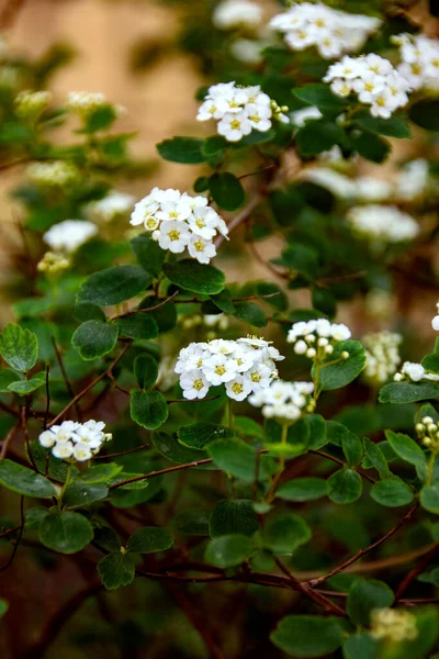 Las Pequeñas Flores Wihte Arbusto Verde —  Fotos de Stock