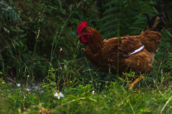 Bruine Hen Wandelen Rustig Het Platteland Met Ongefocuste Zwarte Hen — Stockfoto