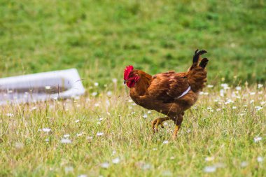 brown hen walking quietly in the countryside with unfocused black hen