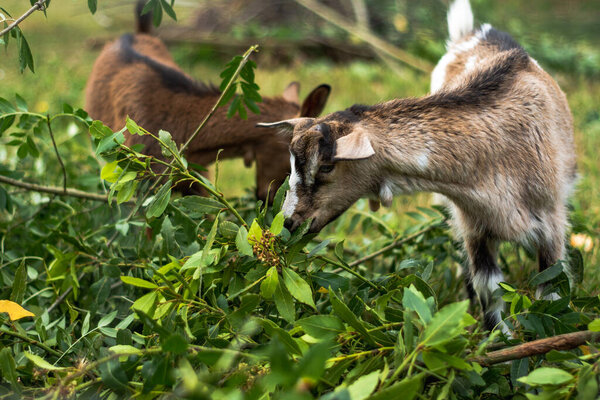 Group of small and adult goats through fresh green grass