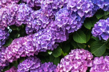 Güzel çiçek menekşeleri, arka plan için güller - vintage filtre