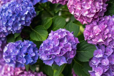 Güzel çiçek menekşeleri, arka plan için güller - vintage filtre