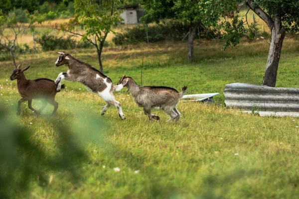 Grupo Cabras Pequenas Adultas Através Grama Verde Fresca — Fotografia de Stock