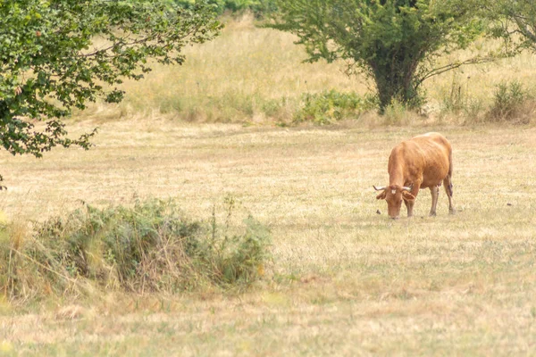 Vache Mangeant Herbe Sèche Dans Champ Espagne — Photo