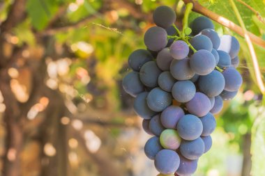 yeşil ve mavi üzüm yaprakları. Üzüm bağları şarap için