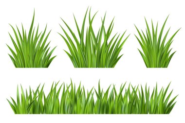 Yeşil çimen vektör illüstrasyonu. Saha bitkisi geçmişi. Gerçekçi bahçe bitkilerine sahip sınır beyaz arka planda izole edilmiş. Uzun yapraklar taze yapraklar. Çiftlik arazisi bitki örtüsü