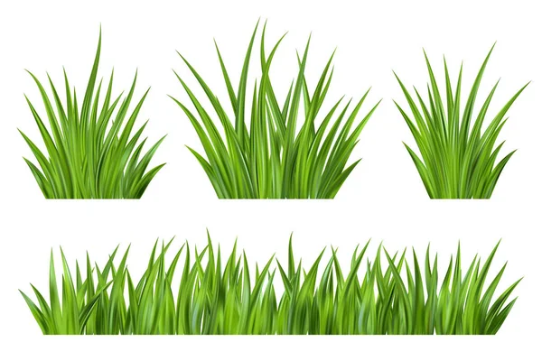 Yeşil çimen vektör illüstrasyonu. Saha bitkisi geçmişi. Gerçekçi bahçe bitkilerine sahip sınır beyaz arka planda izole edilmiş. Uzun yapraklar taze yapraklar. Çiftlik arazisi bitki örtüsü
