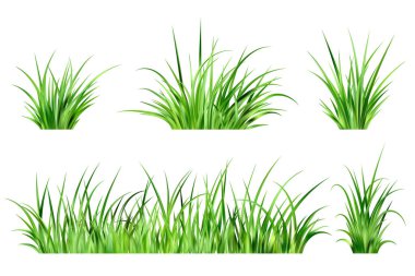 Beyaz arka planda yeşil çimenler izole edilmiş. Çim fabrikalarının sınırı. Yaz otlağı ve bahçe gerçekçi illüstrasyonu. Uzun taze yapraklar. Bir demet yaprak tasarımı.