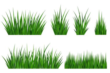 Yeşil çim tarlası. Meadow bitki arka planı. Gerçekçi bahçe bitkilerine sahip sınır beyaz arka planda izole edilmiş. Uzun yapraklar taze yapraklar. Çiftlik arazisi bitki örtüsü