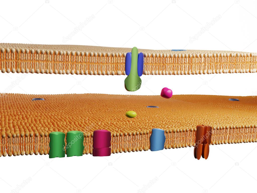 Membrane protein channels at a double lipid bilayer cell membrane. Cell membrane, 3D rendering.