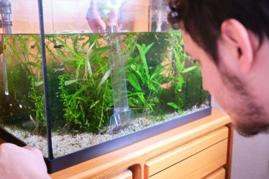 Young caucasian man pumping out water to clean up the substrate in his aquarium. Cleaning and tiding a fish tank. clipart