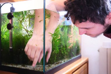 Young caucasian man fitting the plants in his aquarium. Cleaning and tiding a fish tank. clipart