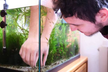 Young caucasian man pruning the plants in his aquarium. Cleaning and tiding a fish tank. clipart