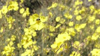 Siyah ve kırmızı böcek, rüzgarlı bir günde sarı bir çiçeği döllüyor. Madrid, İspanya.