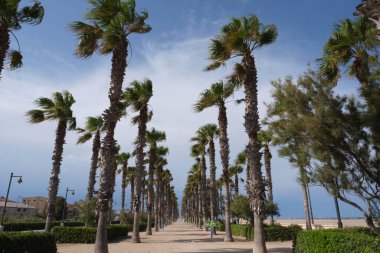 Valencia, İspanya 'daki Malvarrosa plajında bir sürü palmiye ağacı olan deniz kenarı gezisi..