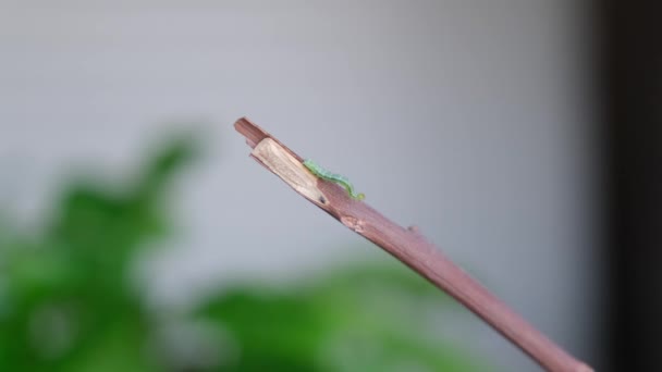 Lagarta Geometridae Verde Rastejando Pau — Vídeo de Stock