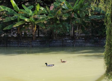 Suda ve kıyıda su kuşları.