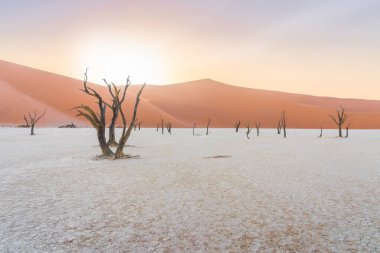 Namibya 'daki Namib Çölü' ndeki Deadvlei 'de ölü ağaçlar..