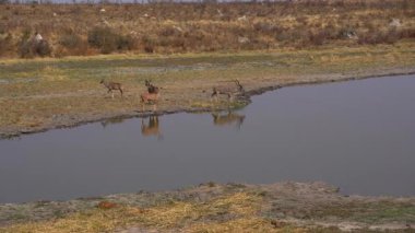 Afrika, Namibya 'daki Khaudum Ulusal Parkı' ndaki bir su birikintisinde su içen bir antilop ailesi. İki atış..