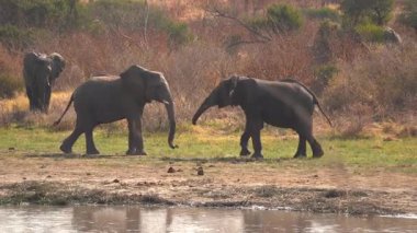 Afrika, Namibya 'daki Khaudum Ulusal Parkı' nda iki genç fil antrenman yapıyor.. 