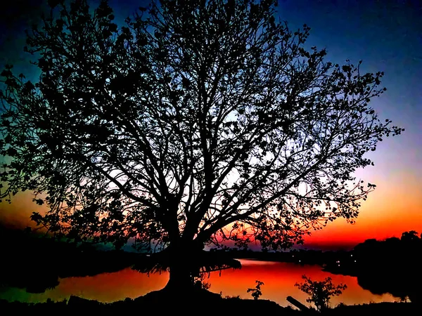 Een Uitzicht Van Dramatische Avond Met Boom — Stockfoto