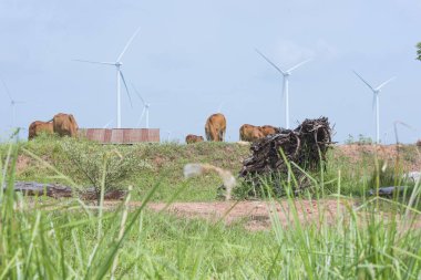 Çayırda ot yiyen inek. Arka planda elektrik üretimi için rüzgar türbinleri var..