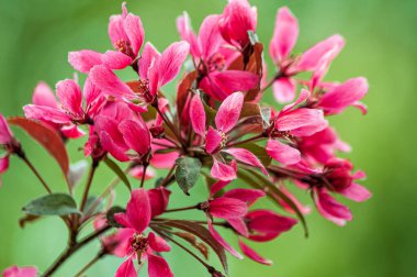 Muhteşem çiçek açan Cennet Elma ağacı güzelliği ve ihtişamıyla onu etkiler.