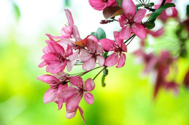 Muhteşem çiçek açan Cennet Elma ağacı güzelliği ve ihtişamıyla onu etkiler.