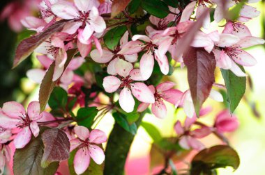 Muhteşem çiçek açan Cennet Elma ağacı güzelliği ve ihtişamıyla onu etkiler.