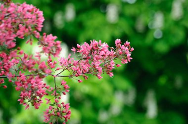 Muhteşem çiçek açan Cennet Elma ağacı güzelliği ve ihtişamıyla onu etkiler.