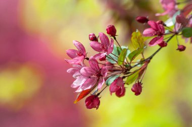 Muhteşem çiçek açan Cennet Elma ağacı güzelliği ve ihtişamıyla onu etkiler.