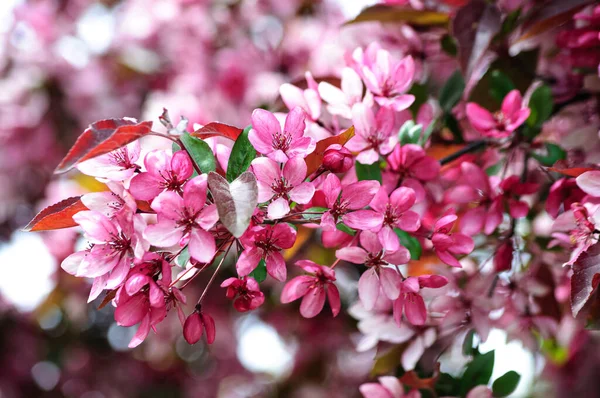 Magnificent Blooming Paradise Apple Tree Impresses Its Beauty Splendor — Stock Photo, Image