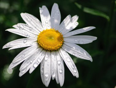 Güzel yaz çiçekleri ve bitkileri tarif edilemez bir sıcaklık ve güneşli günler yaşatır.