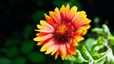 Güzel yaz çiçekleri ve bitkileri tarif edilemez bir sıcaklık ve güneşli günler yaşatır.