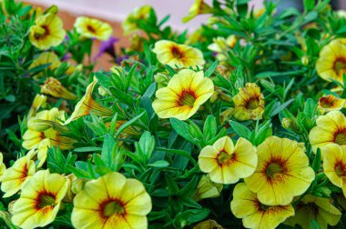 Güzel yaz çiçekleri ve bitkileri tarif edilemez bir sıcaklık ve güneşli günler yaşatır.