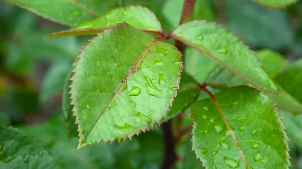 Belles Fleurs Plantes Fleurs Été Donnent Une Sensation Indescriptible Chaleur — Photo