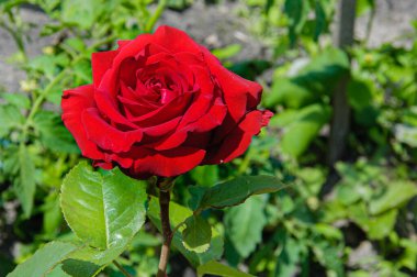 Güzel yaz çiçekleri ve bitkileri tarif edilemez bir sıcaklık ve güneşli günler yaşatır.