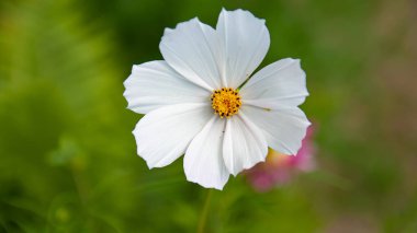 Güzel yaz çiçekleri ve bitkileri tarif edilemez bir sıcaklık ve güneşli günler yaşatır.