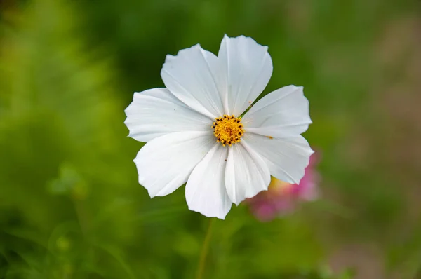 Vackra Blommande Sommarblommor Och Växter Ger Obeskrivlig Känsla Värme Och — Stockfoto