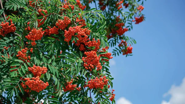 Flores Verão Florescendo Bonitas Plantas Dão Uma Sensação Indescritível Calor — Fotografia de Stock