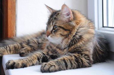 Sevecen büyük gözlü evcil kediler.