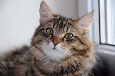 Sevecen büyük gözlü evcil kediler.