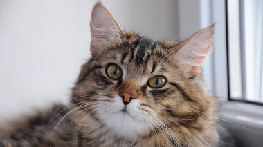 Sevecen büyük gözlü evcil kediler.